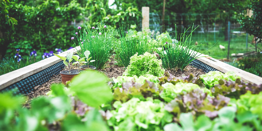 Tips for the Ultimate Veggie Garden In Spring! 